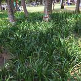 ccss2023头像