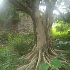 听雨穿林头像
