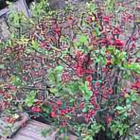 gj俗世俗人头像