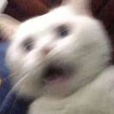 忙忙叨叨一下午头像