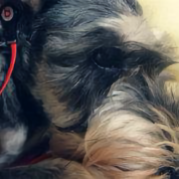 雪纳瑞苞米头像