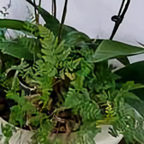 尘落1088头像