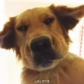 火爆大象头像