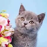大福是一只猫猫头像