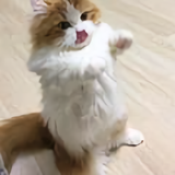 咱是二大爷头像