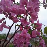 农夫26542头像