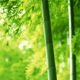 朔东方655头像