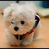 独立视角还是我头像