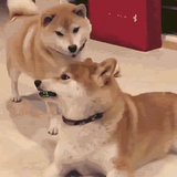 葉楓头像
