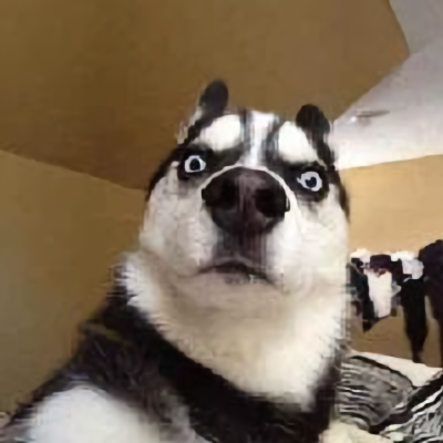 真养猫的哈士奇头像