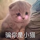 倪干哈咧头像