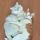 王六勺头像