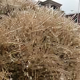 周608头像