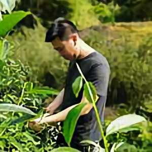 夷曲坑涧坑涧岩茶头像