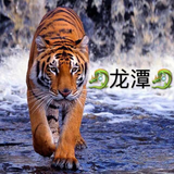 执着的帆船Zo头像