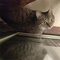 热心市民悔创阿里头像