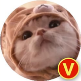 庸人ツ头像