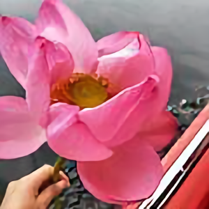 摩俪雅头像