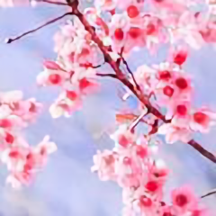 土家卢妹头像