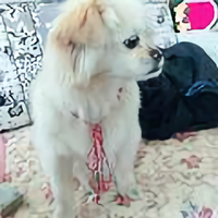 枥中老骥头像