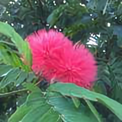 草莓45477783头像