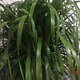 最真的梦想头像