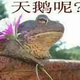 需要的不等于想要的头像