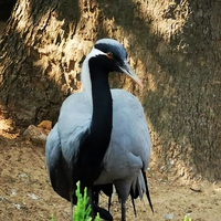放心去飞啊头像