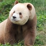 紫东阁下头像
