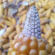 太阳照在大沙河上头像