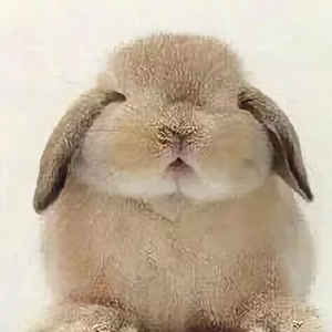 勇敢的兔兔头像