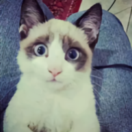 不懂情调的坏男孩头像