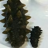 奋斗的海参头像