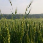 zgyjc255头像
