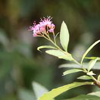茜茜777777头像
