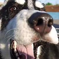 老实巴交的宇头像