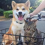 写在风里的记忆头像