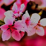 葫芦河的传说头像