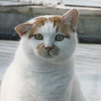 甜甜得柠檬头像