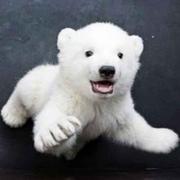 谭超的个人资料头像