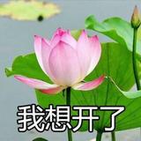 軟妹是你妹242头像