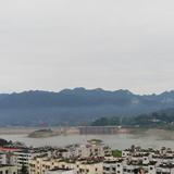 常青树27208头像