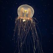 AKDreamer的个人资料头像