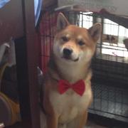 ROY的个人资料头像