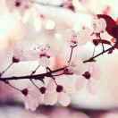 凝眉的个人资料头像