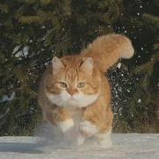 温故_的个人资料头像