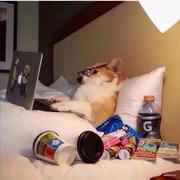 程序员小阳哥的个人资料头像