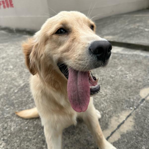 吃了雪糕吧头像