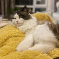 对方正在撤销此消息头像