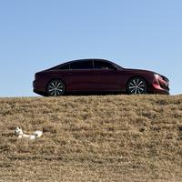 0呆萌小狮子0头像